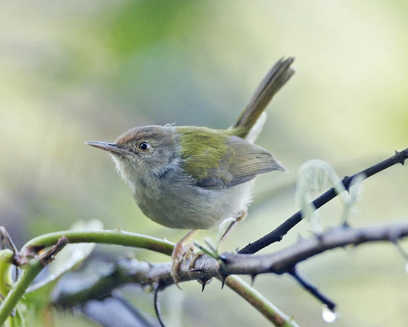 A small bird with a reddish crown and olive-green wings stands on a thorny branch against a soft green background.