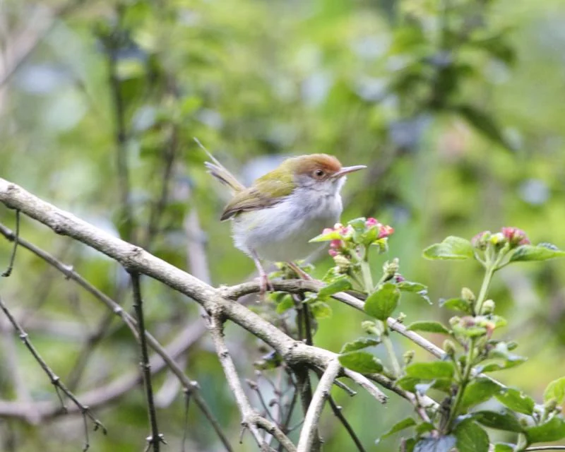 A small bird with a rusty-red head and green back perches on a thin branch near green leaves and pink buds.