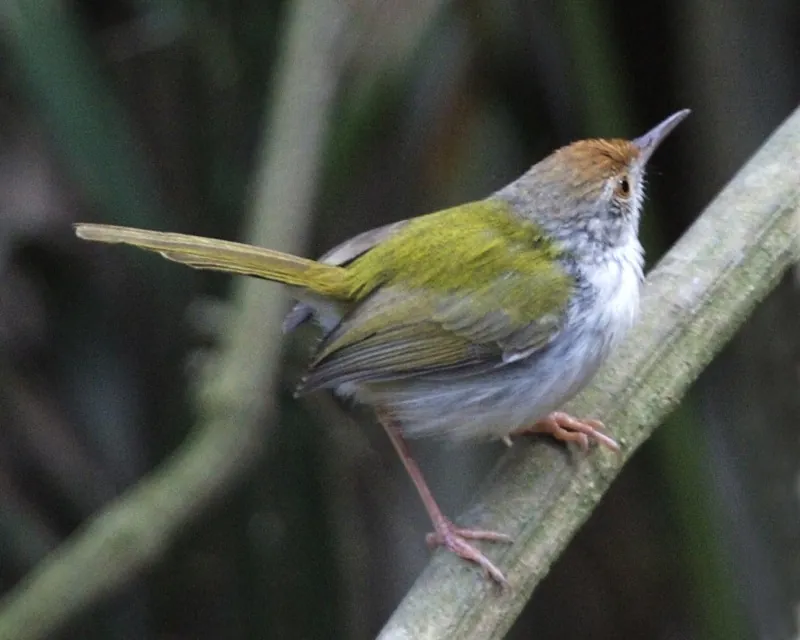 Common tailorbird — Photo from Thailand