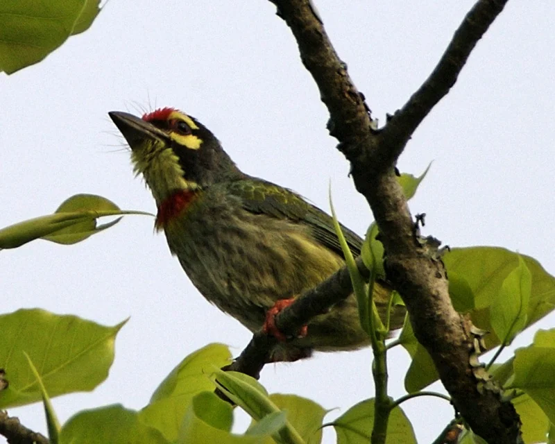 A bird with a red crown, yellow eye patch, and red chest sits on a branch surrounded by large green leaves.