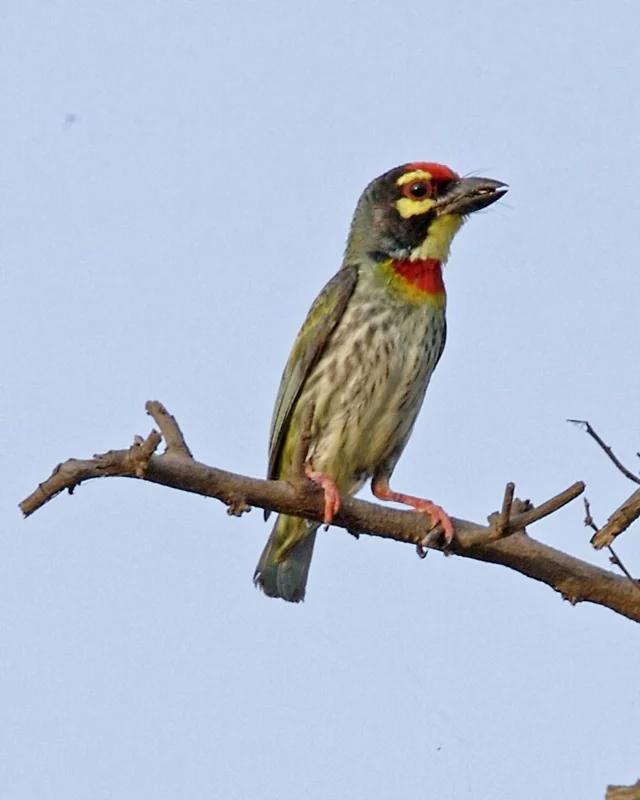 A bird with a red forehead, yellow face, and red chest patch sits on a bare branch against a pale blue sky.