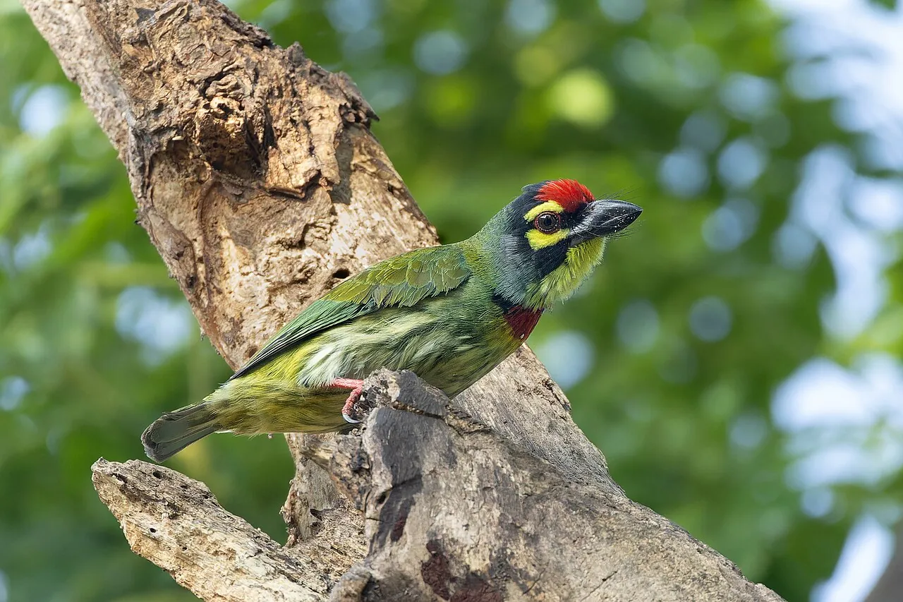 Coppersmith barbet — Photo from India
