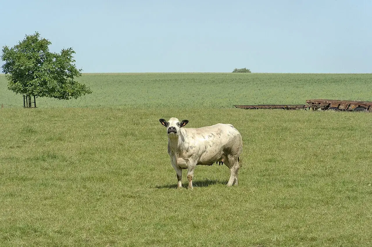 A white cow stands in a large green field under a clear sky.