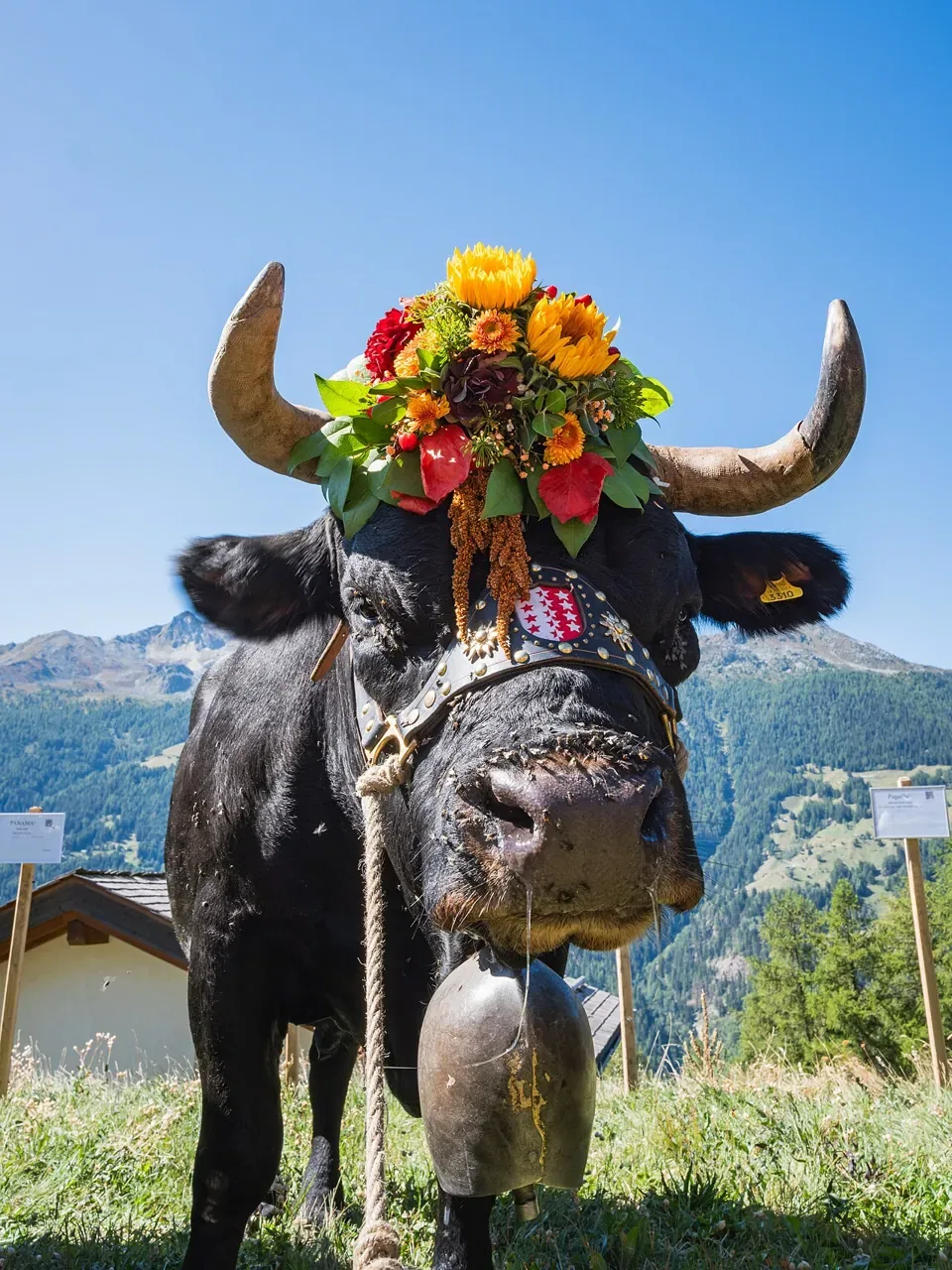 A black cow with flowers on its head and a large bell stands in a mountain pasture.