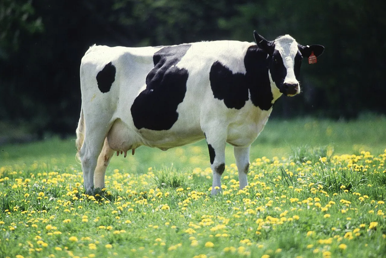 A black-and-white cow stands in a flowered field.