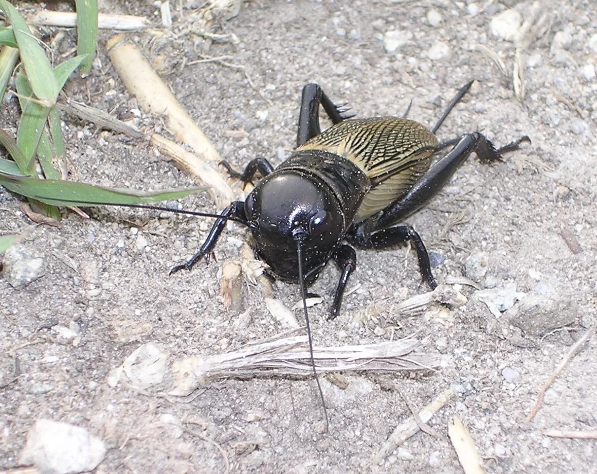 A black field cricket with folded wings sits on the ground near dry plant stems.