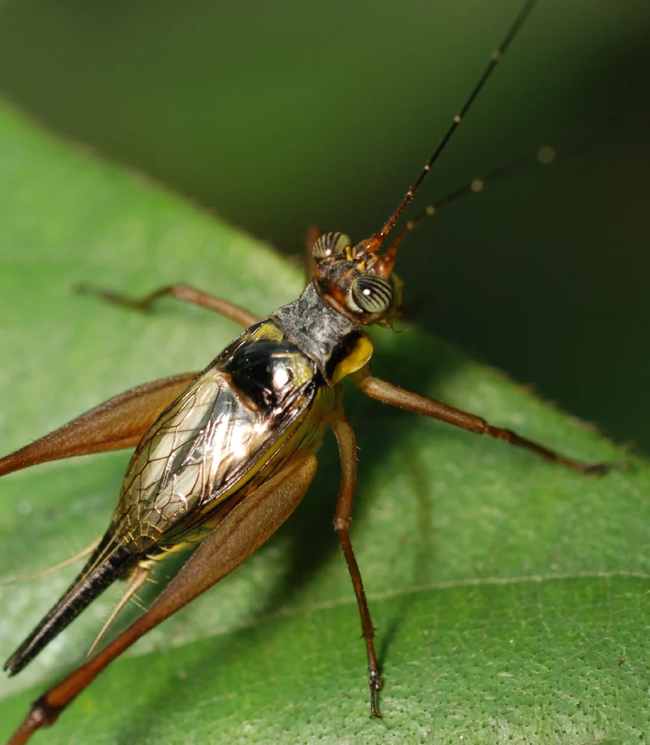 A brown cricket with long antennae and striped eyes rests on a wide green leaf.