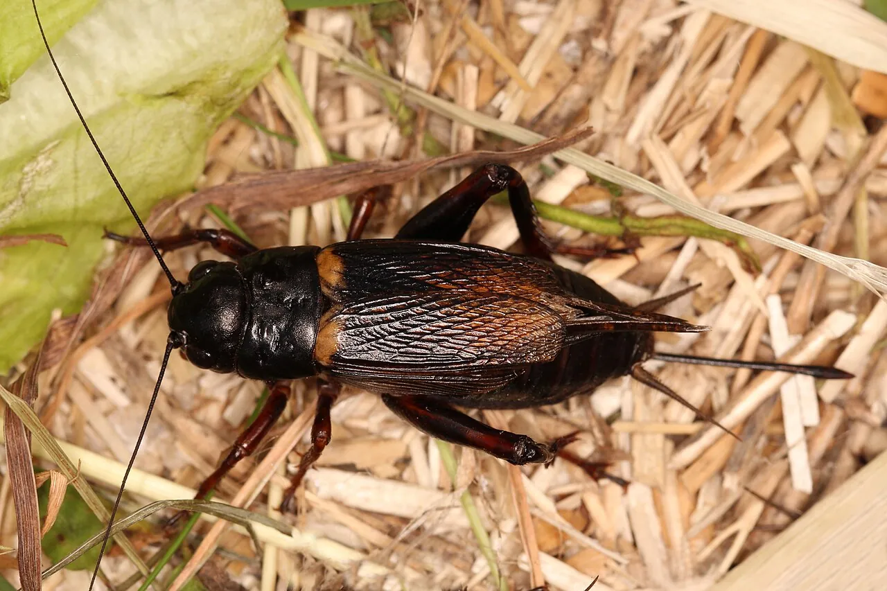 Cricket — Photo location not recorded