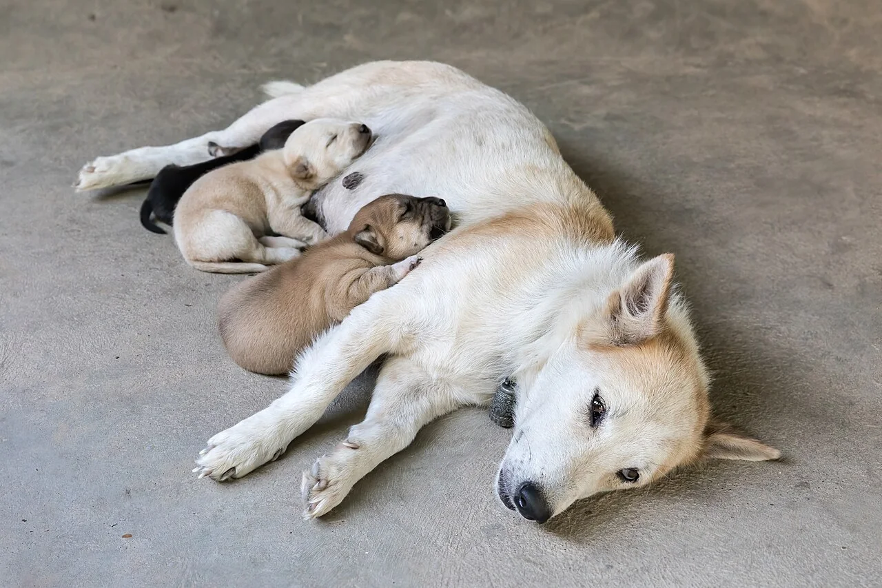 A white dog lies on a concrete floor with several puppies resting beside it.