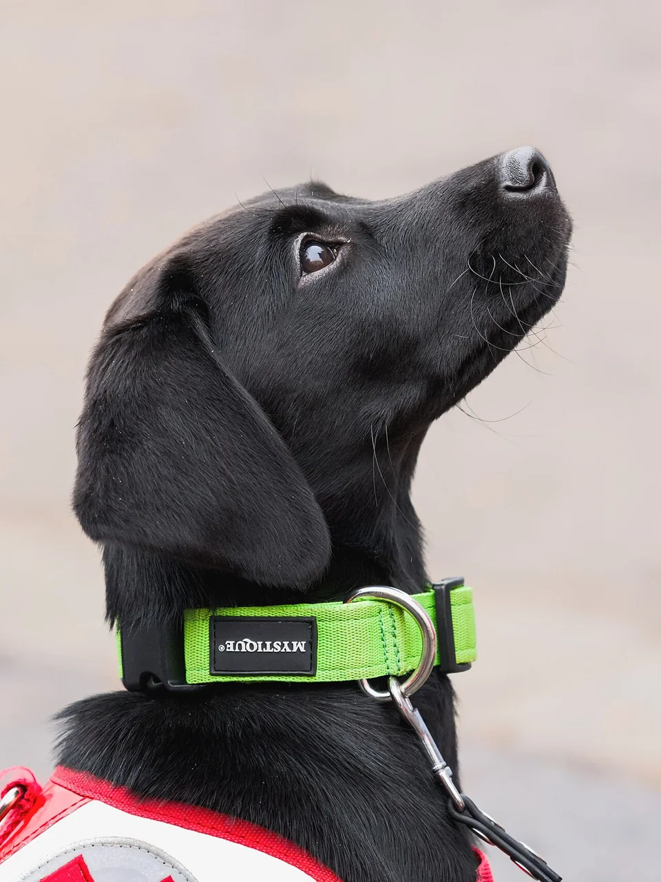 A black dog wearing a green collar looks upward against a plain background.