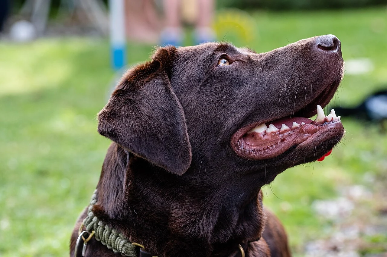 A brown dog looks up with its mouth open.