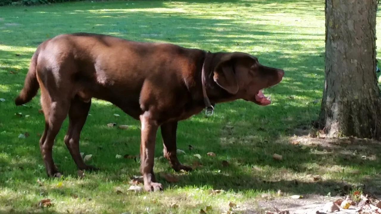 Dog — Photo from Germany