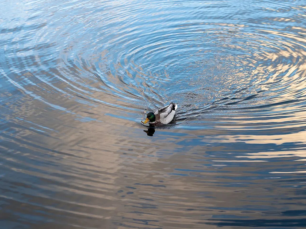 A male mallard duck swims through rippling blue water.