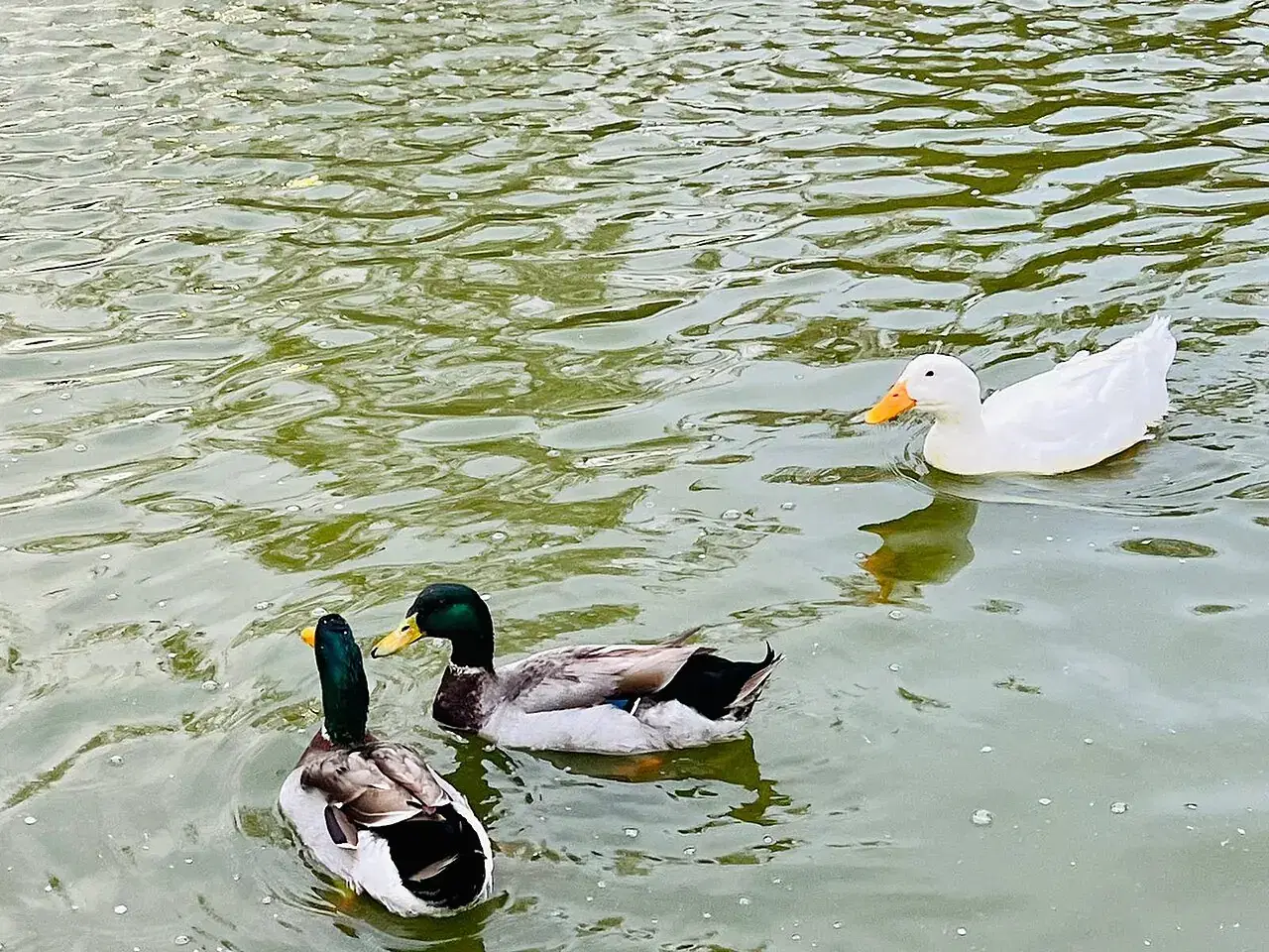 Three ducks swim in green pond water, including two mallards and one white duck.