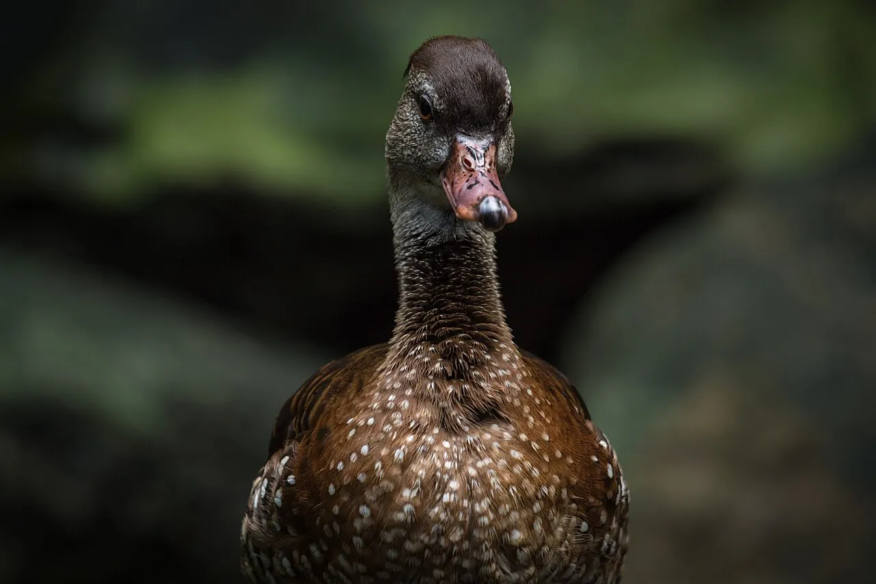 A dark duck faces the camera.