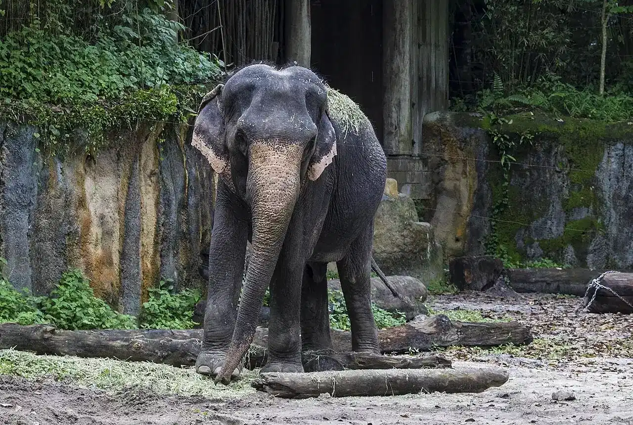 An Asian elephant stands on sandy ground with hay on its back in a zoo enclosure.