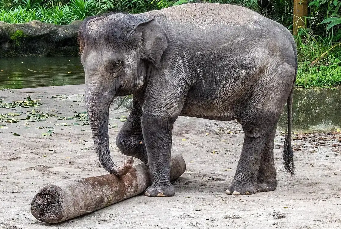 An elephant curls its trunk over a log while standing on sandy ground.