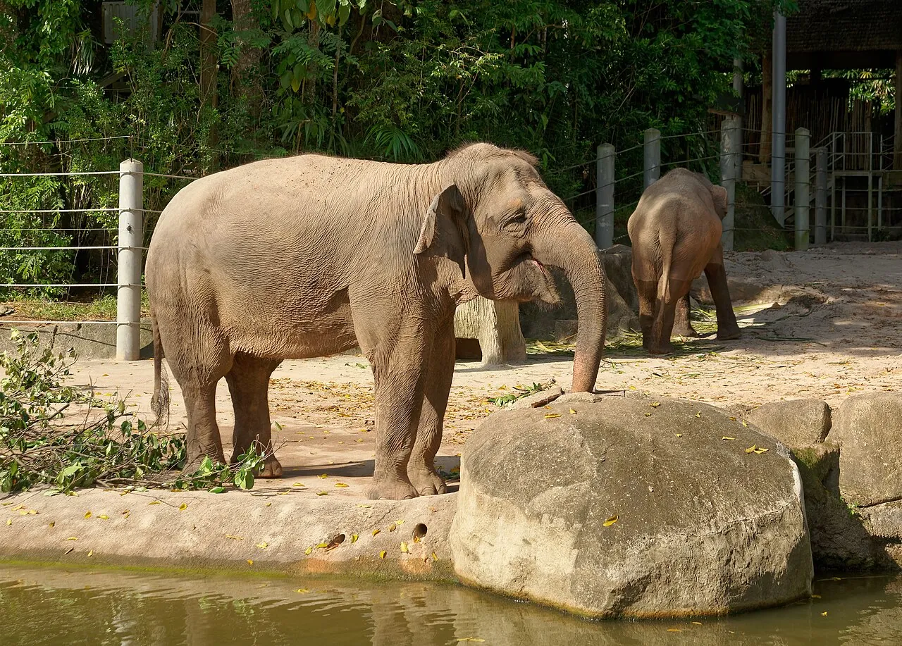 Two elephants stand in a sandy enclosure.