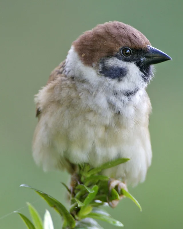 A fluffy brown and white sparrow sits on a tiny leafy shoot, with its short dark beak pointing sideways.