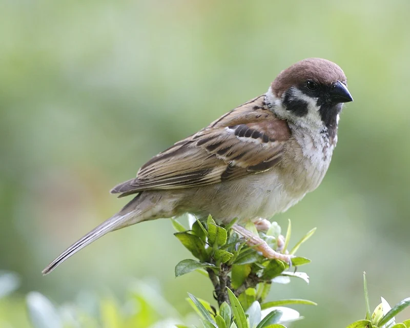 A small brown and white bird with a black cheek spot perches on a green leafy plant.