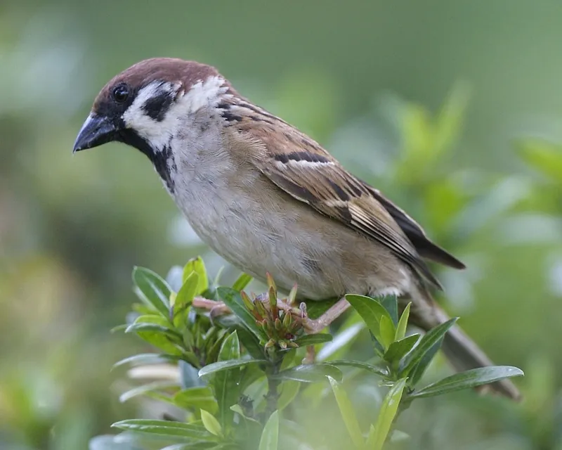 Tree sparrow — Photographed in Singapore