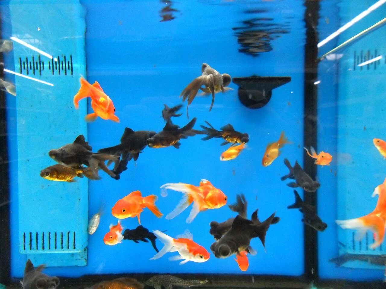 Several goldfish of orange, black, and white colors swim inside a blue-walled aquarium.