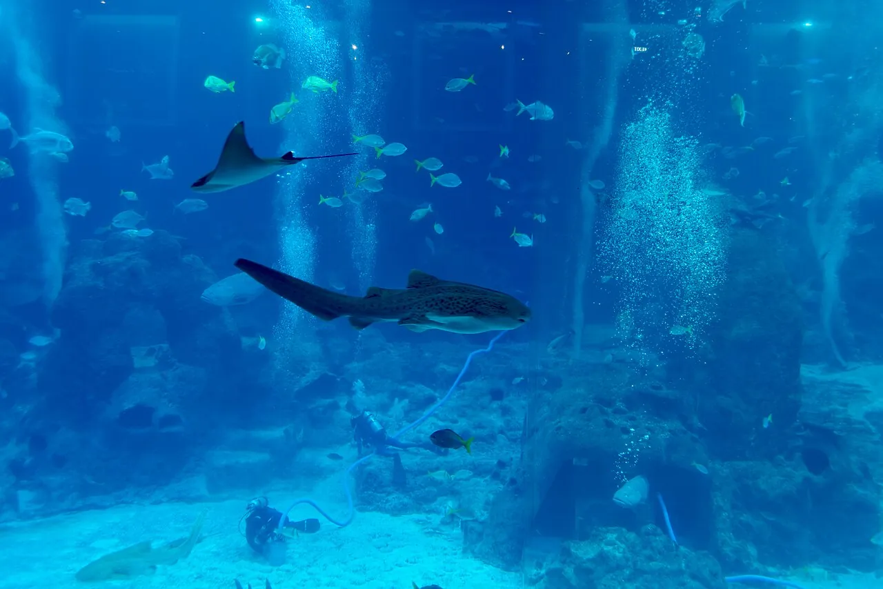 Fish swim in a blue-lit aquarium.