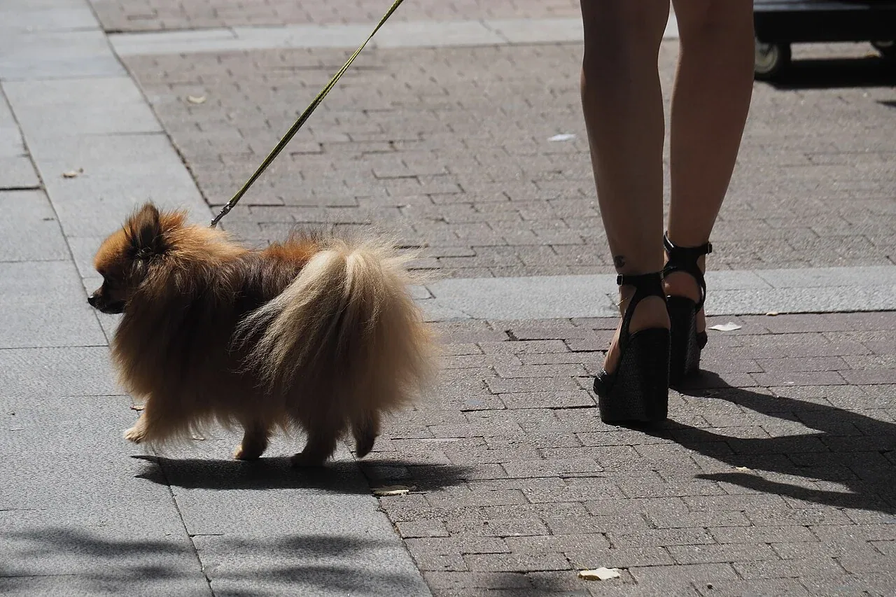 A person in high heels walking a small dog on a paved sidewalk.