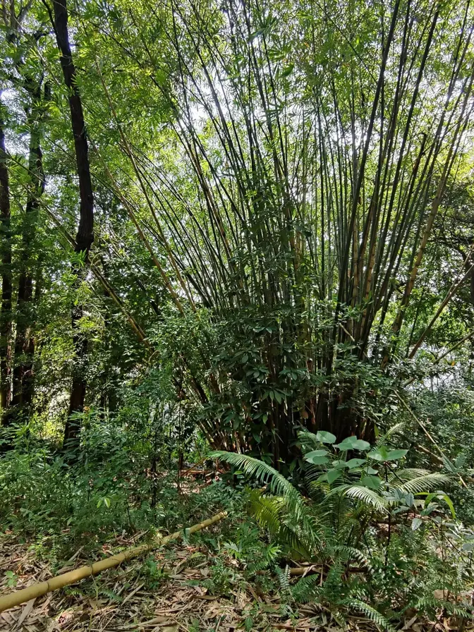 Tall bamboo stalks grow densely among green foliage and fallen leaves in a forest.