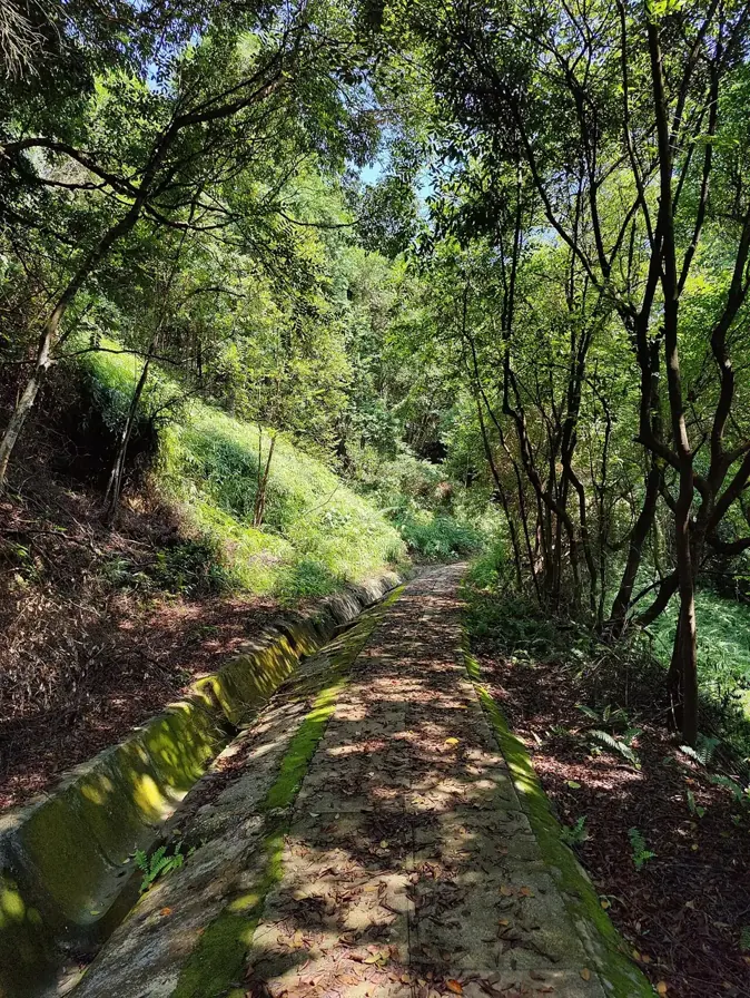 A paved path lined with mossy concrete borders runs through dense green forest under a canopy of trees.