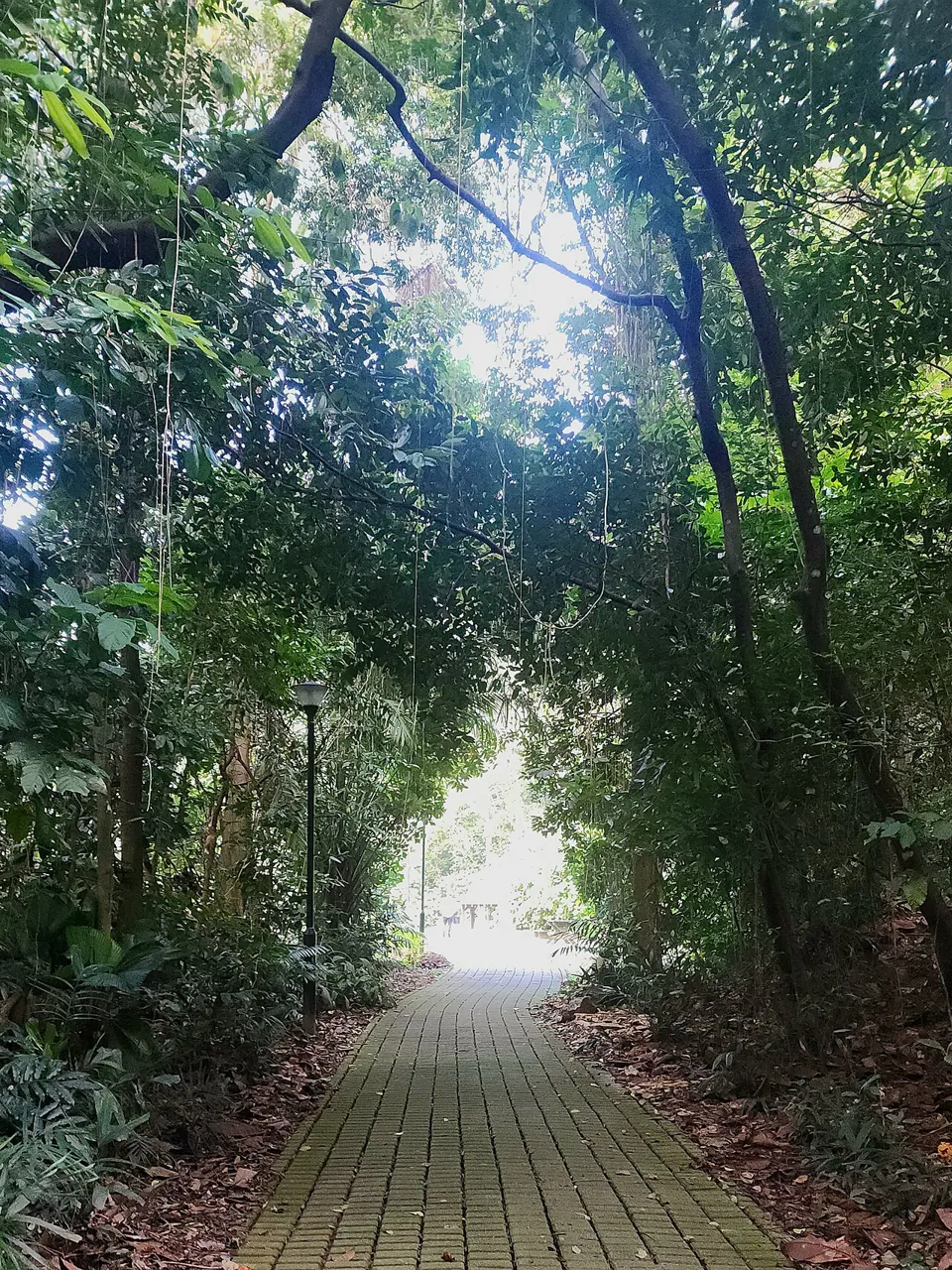 A paved path leads through a shady forest.