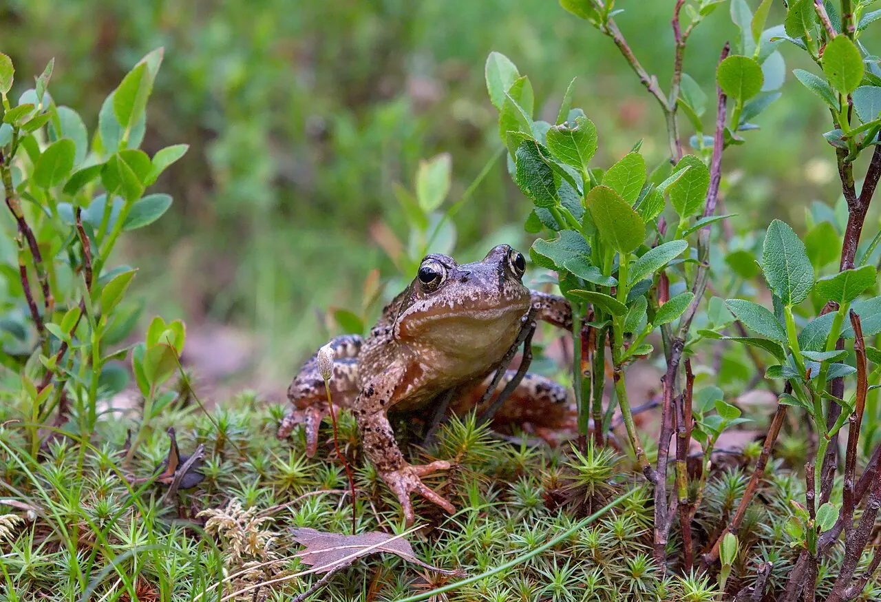 A brown frog with dark spots sits on green moss between small leafy plants.