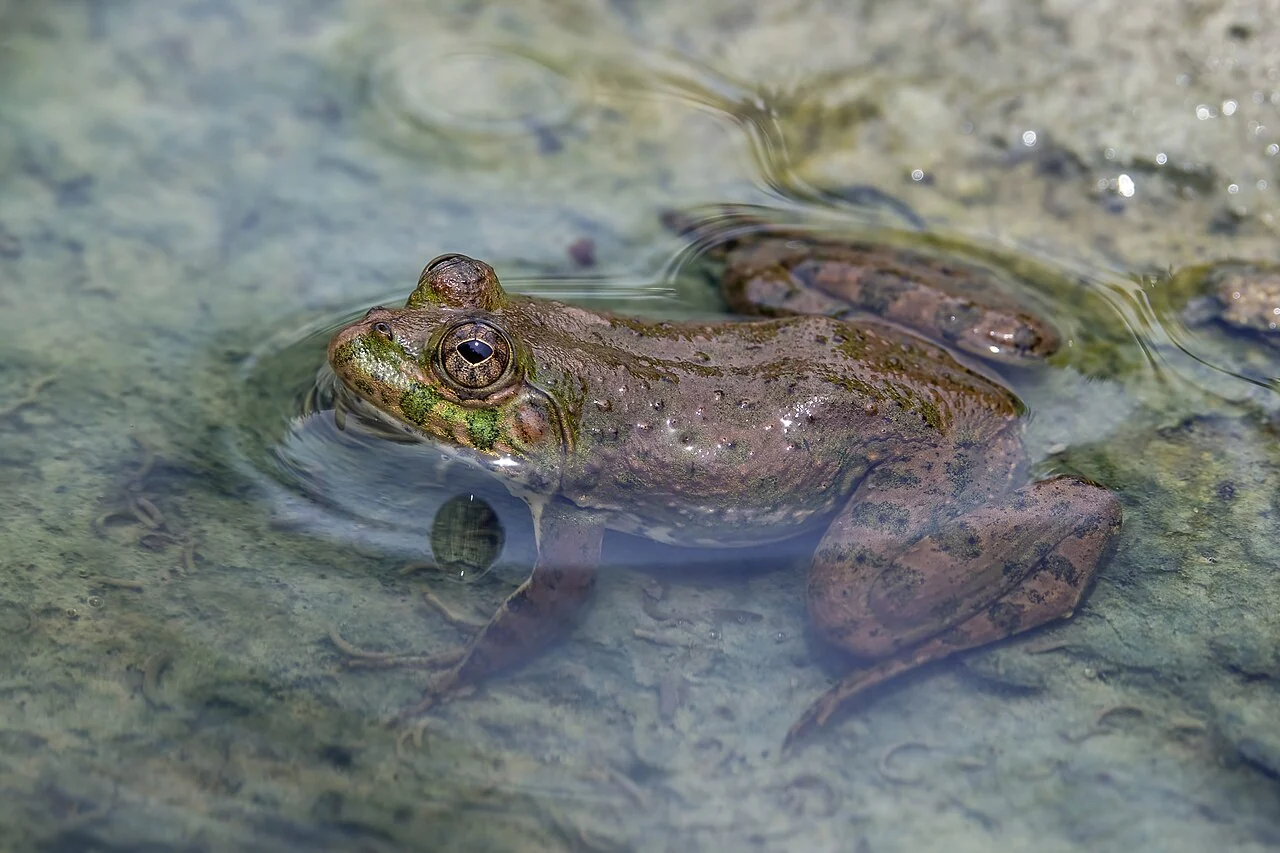 A green and brown frog floats in shallow clear water, its head above the surface.