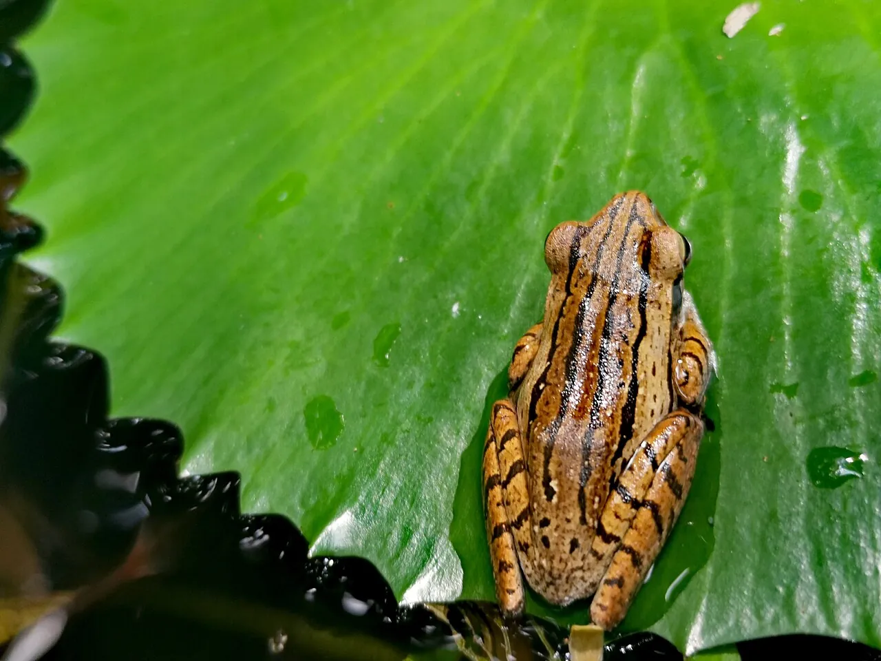 Frogs — Photographed in Singapore
