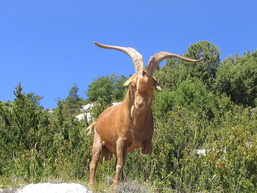 A brown male goat with long curved horns stands among green shrubs under a clear blue sky.