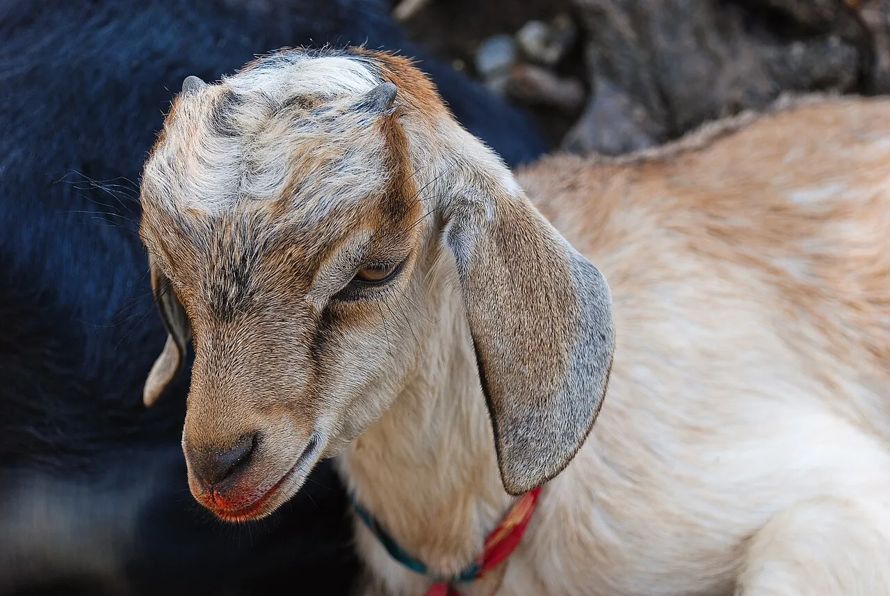 A goat's head is shown close up.