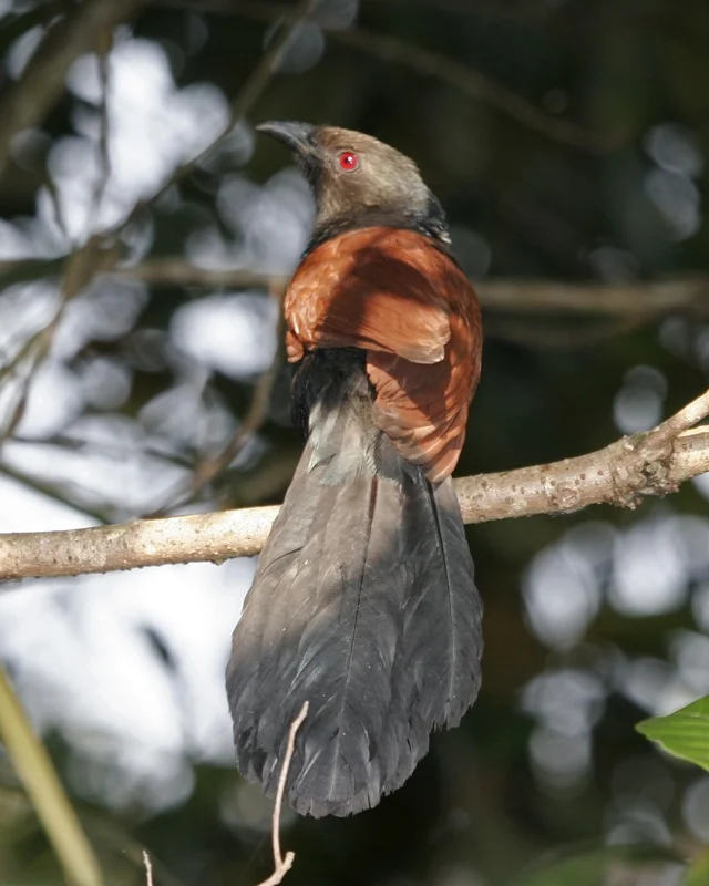 A dark bird with reddish-brown wings and a long tail perches on a bare branch against a bright sky.