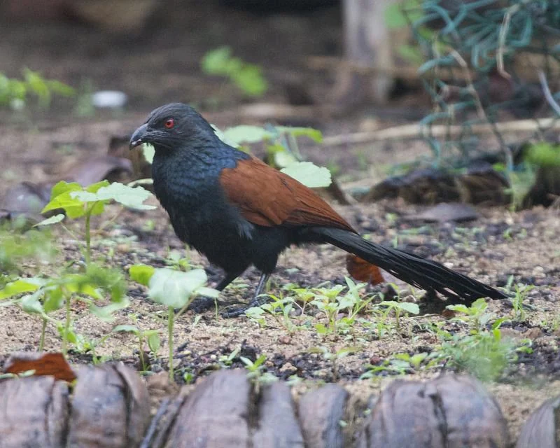 A large dark bird with reddish-brown wings and a red eye stands on the ground among small plants.