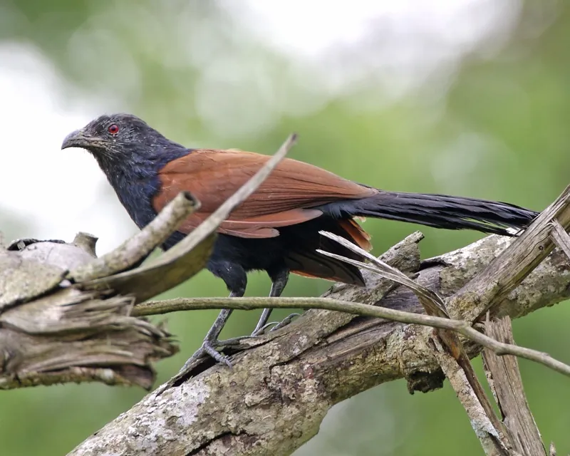 Greater coucal — Photo from India