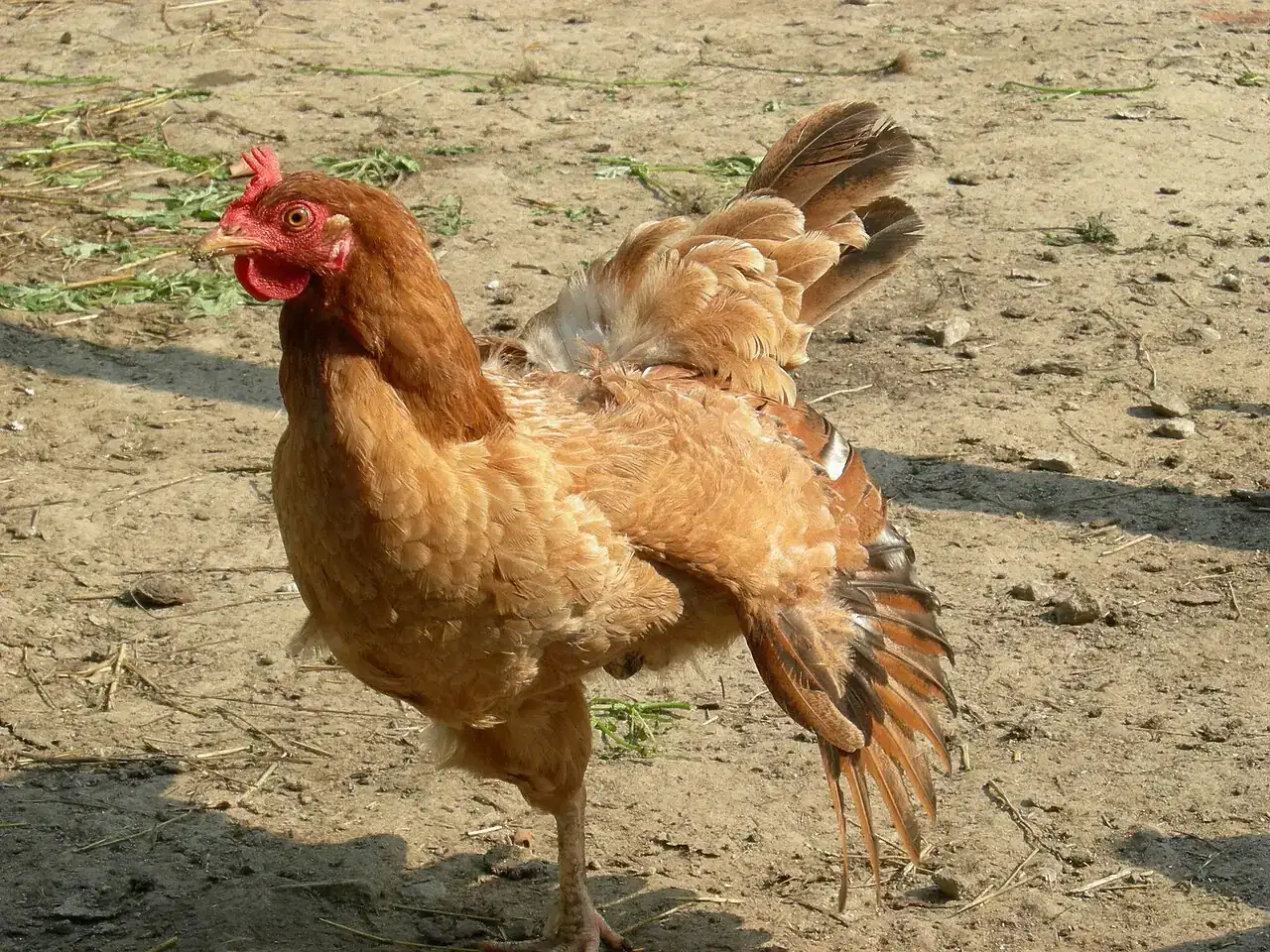 A brown hen stands on dry dirt ground with scattered straw and shadows.