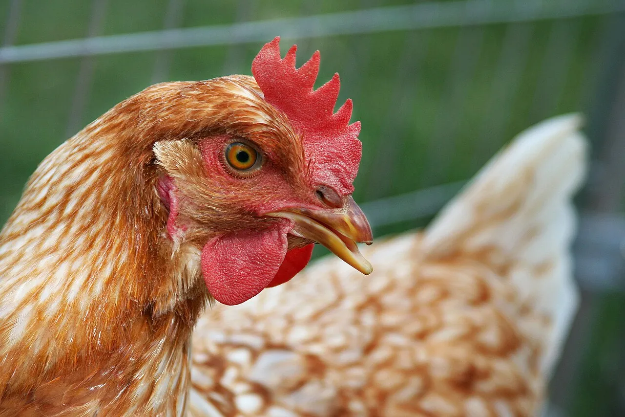 A brown hen has a red comb and wattles.