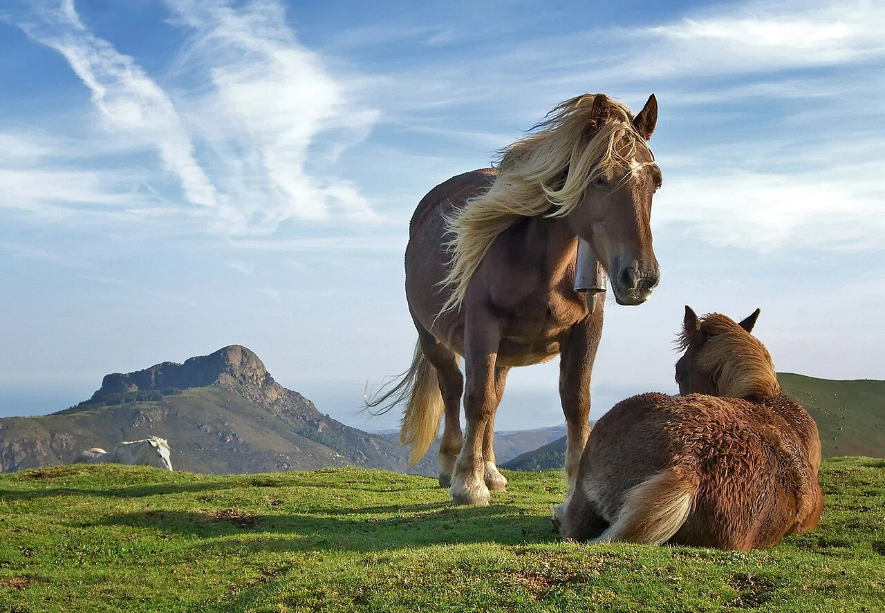 A brown horse with a blond mane stands beside another horse lying on green grass, with a rocky peak behind them.