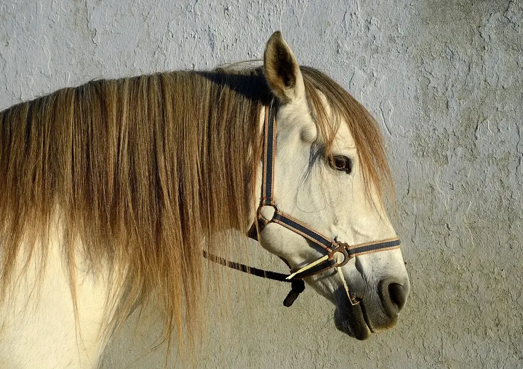 A pale horse with a long golden mane and a halter stands in profile against a textured grey wall.