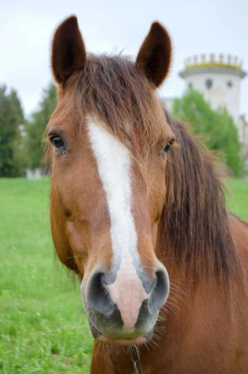 A brown horse looks straight at the camera.