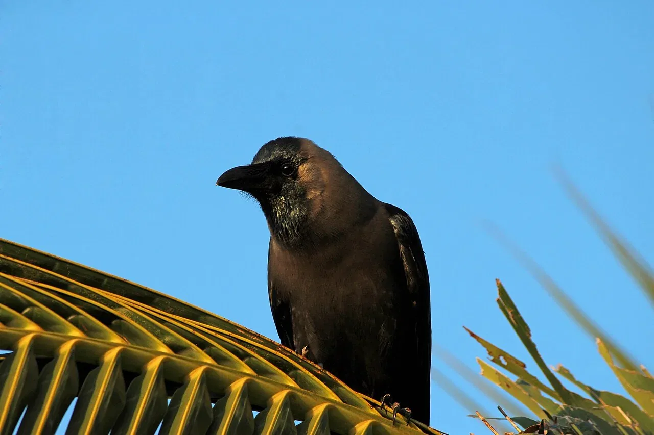 A house crow perches on a green palm frond against a clear blue sky.