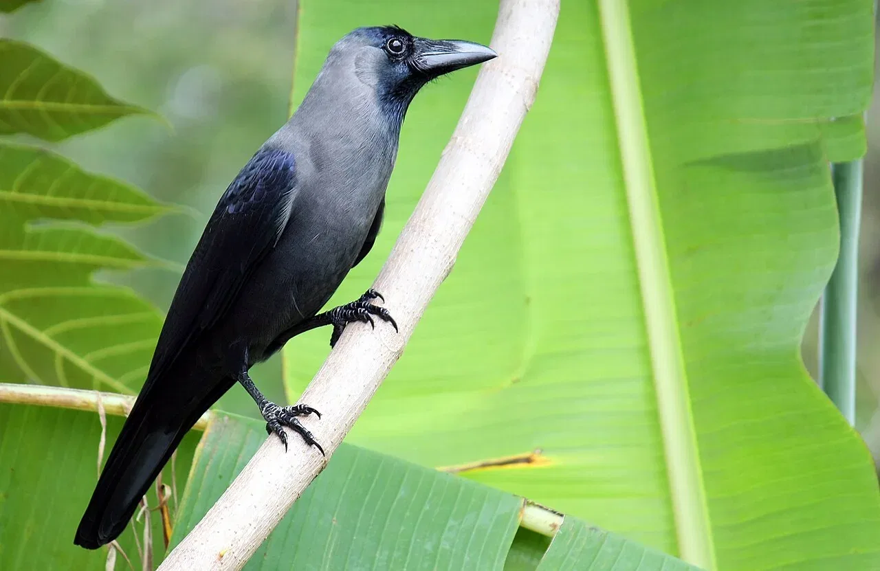 A house crow stands on a branch amid large green leaves.