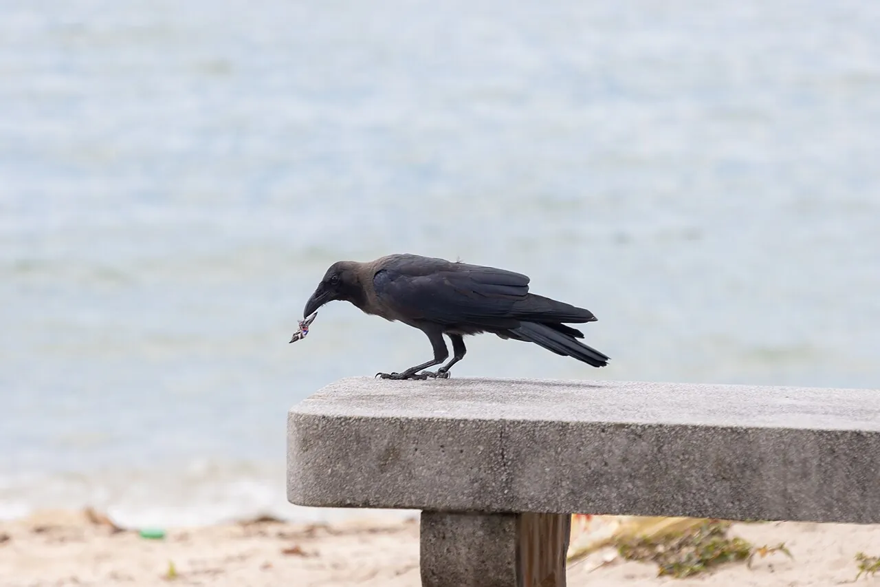 House crow — Photographed in Singapore