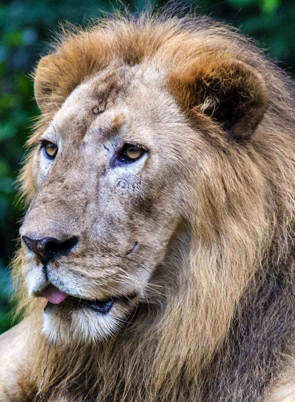 A male lion with a full mane looks to one side.