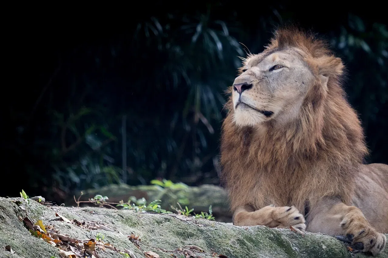 A male lion with a full mane rests on a mossy rock.