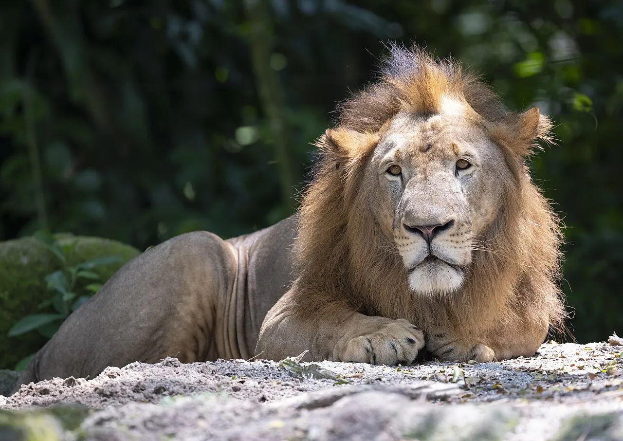 A male lion lies on pale rocks.